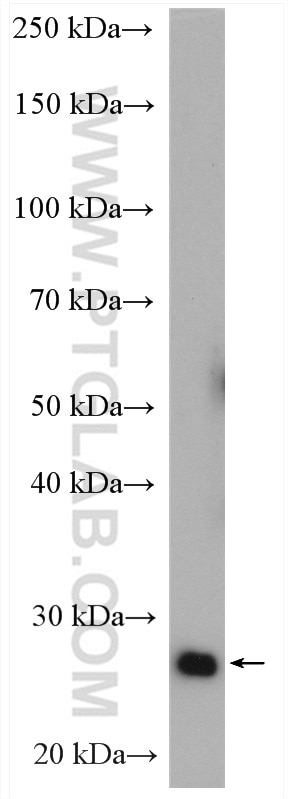 Western Blot (WB) analysis of HeLa cells using YIPF4 Polyclonal antibody (15473-1-PBS)