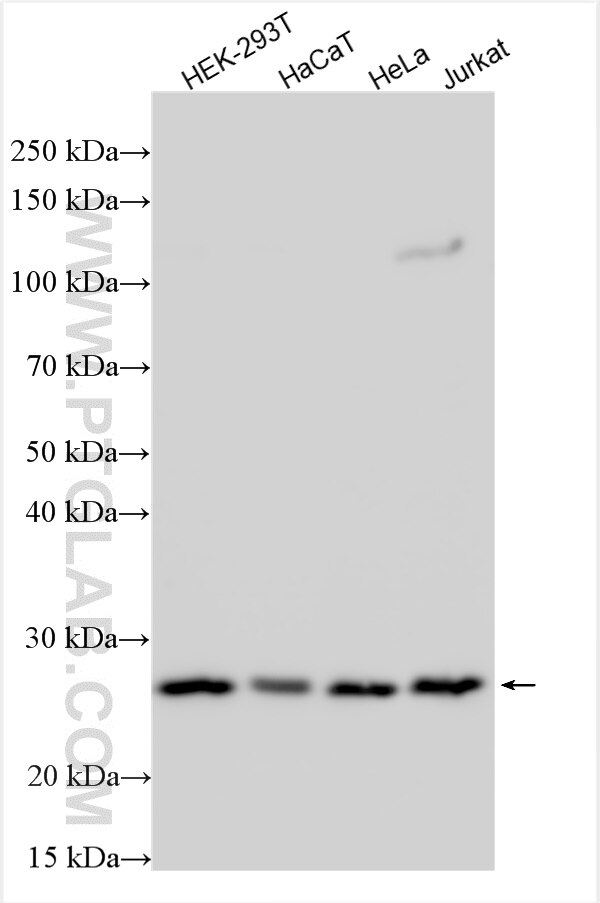 Western Blot (WB) analysis of various lysates using YIPF4 Polyclonal antibody (15473-1-AP)