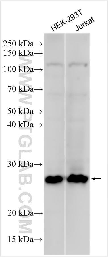 Western Blot (WB) analysis of various lysates using YIPF4 Polyclonal antibody (15473-1-AP)