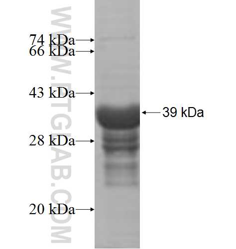 YIPF4 fusion protein Ag7777 SDS-PAGE