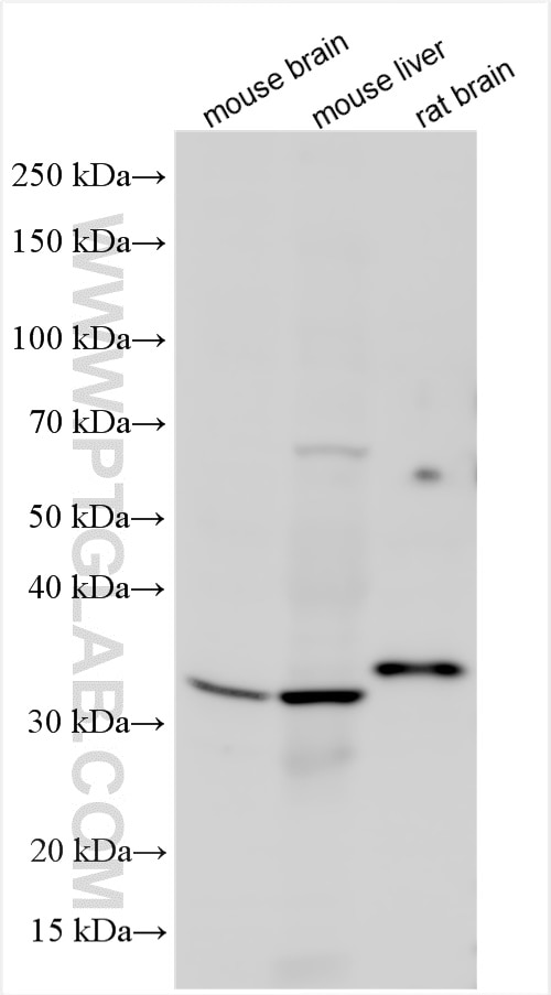 Western Blot (WB) analysis of various lysates using YIPF5 Polyclonal antibody (12931-1-AP)