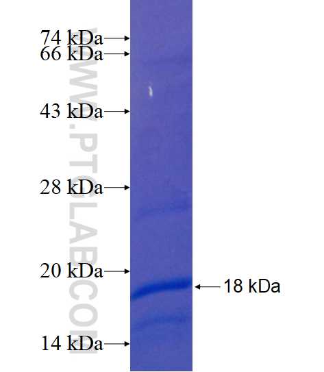 YIPF7 fusion protein Ag16554 SDS-PAGE