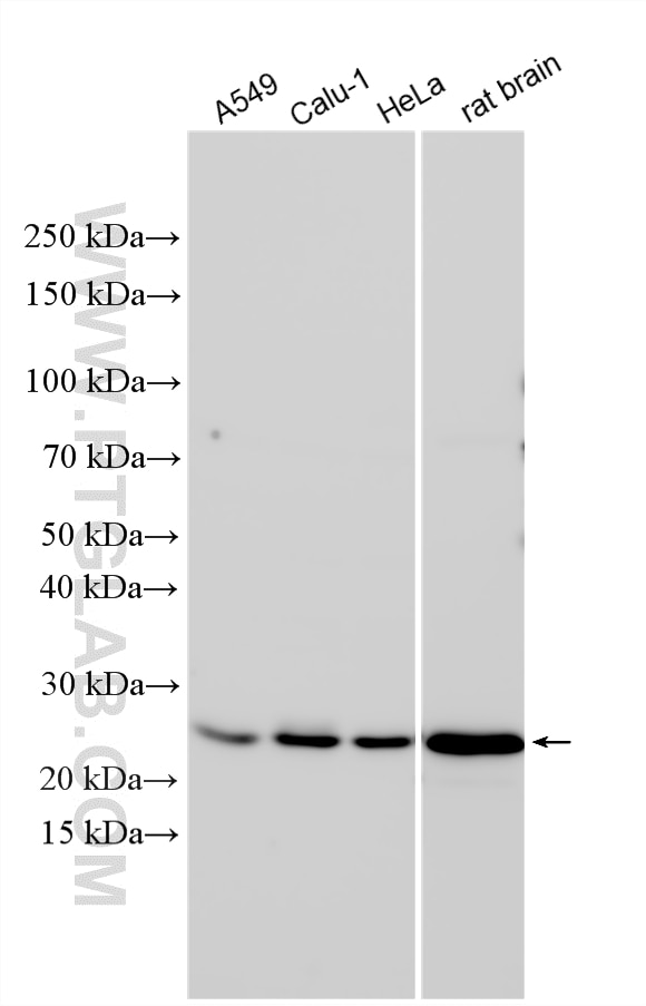 Western Blot (WB) analysis of various lysates using YKT6 Polyclonal antibody (33685-1-AP)