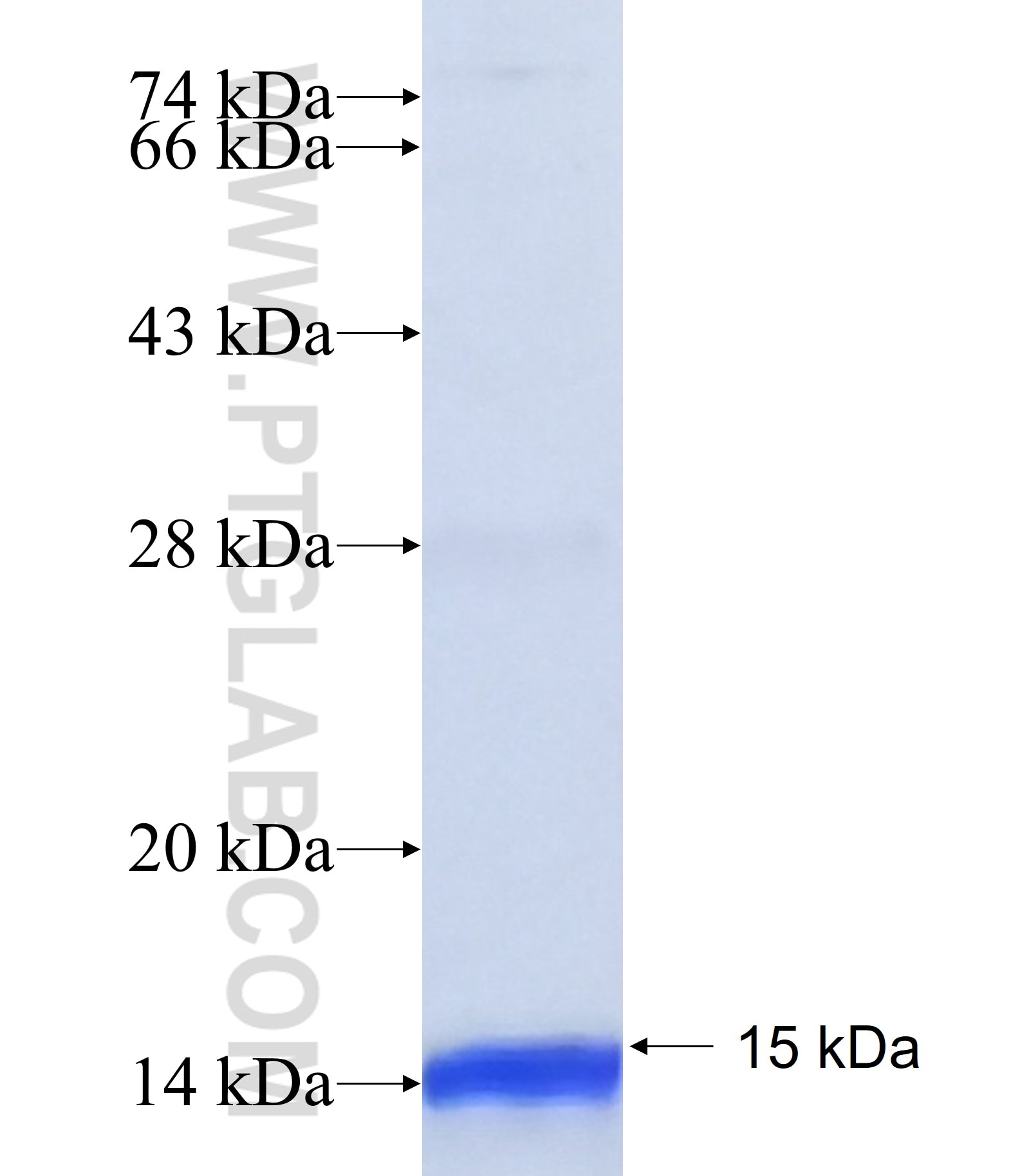 YKT6 fusion protein Ag38880 SDS-PAGE