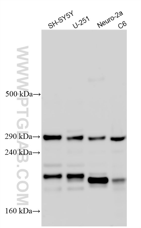Western Blot (WB) analysis of various lysates using YLPM1 Polyclonal antibody (21332-1-AP)