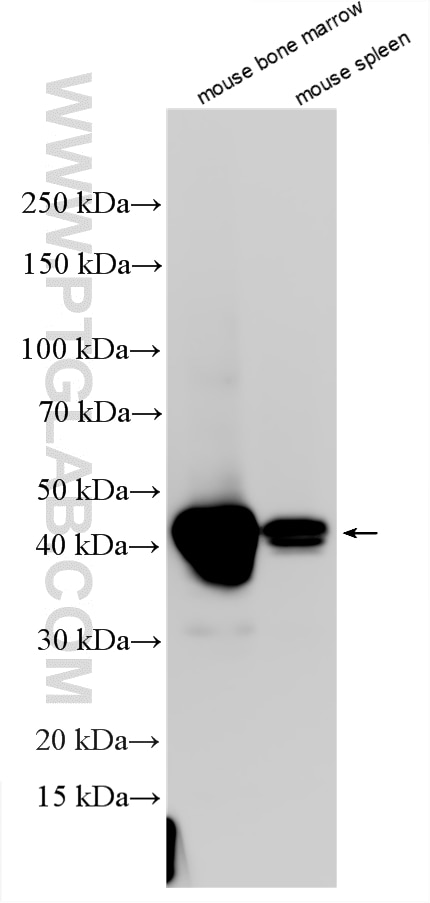 Western Blot (WB) analysis of various lysates using YM-1+YM-2 Polyclonal antibody (33153-1-AP)
