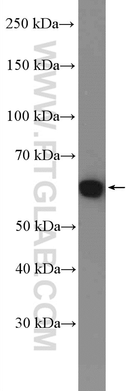 Western Blot (WB) analysis of HepG2 cells using YME1L1 Polyclonal antibody (11510-1-AP)