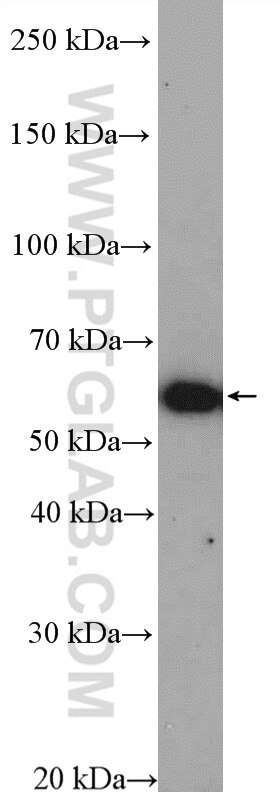 Western Blot (WB) analysis of MCF-7 cells using YME1L1 Polyclonal antibody (11510-1-AP)