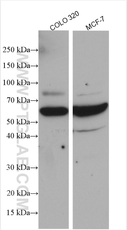 Western Blot (WB) analysis of various lysates using YME1L1 Polyclonal antibody (11510-1-AP)