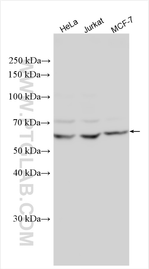 Western Blot (WB) analysis of various lysates using YME1L1 Polyclonal antibody (27856-1-AP)