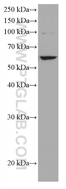 Western Blot (WB) analysis of NIH/3T3 cells using YME1L1 Monoclonal antibody (66551-1-Ig)