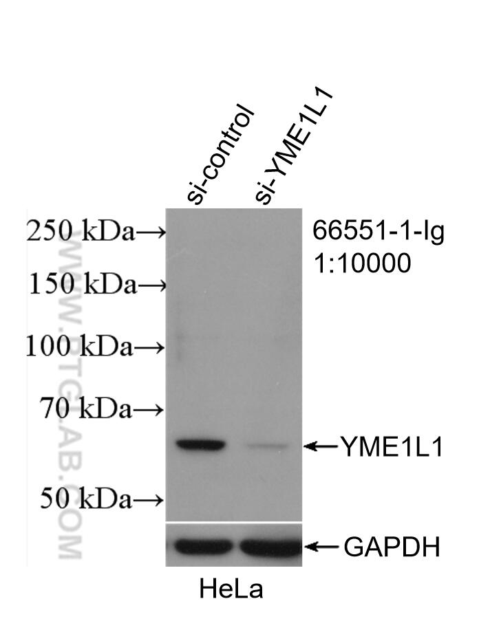 Western Blot (WB) analysis of HeLa cells using YME1L1 Monoclonal antibody (66551-1-Ig)