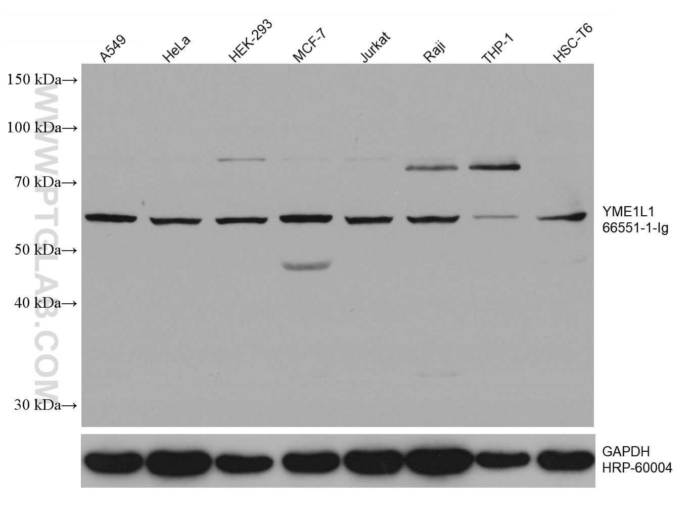 Western Blot (WB) analysis of various lysates using YME1L1 Monoclonal antibody (66551-1-Ig)