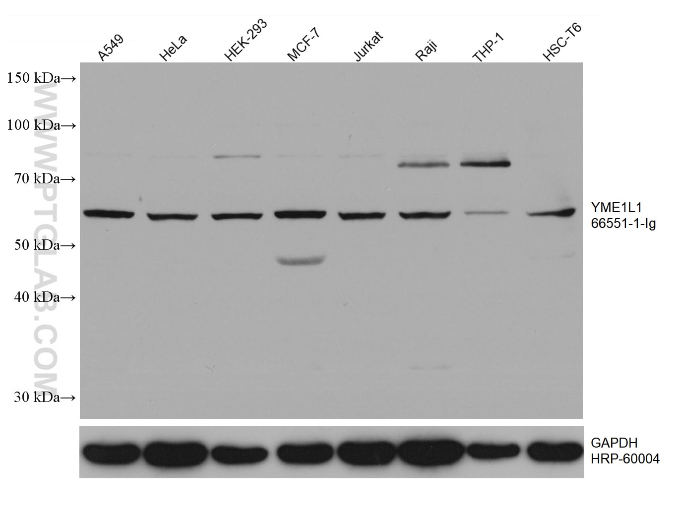 WB analysis using 66551-1-Ig