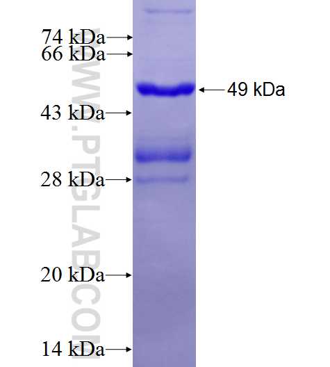 YME1L1 fusion protein Ag27280 SDS-PAGE