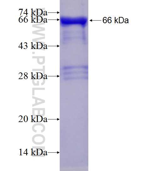 YME1L1 fusion protein Ag2069 SDS-PAGE