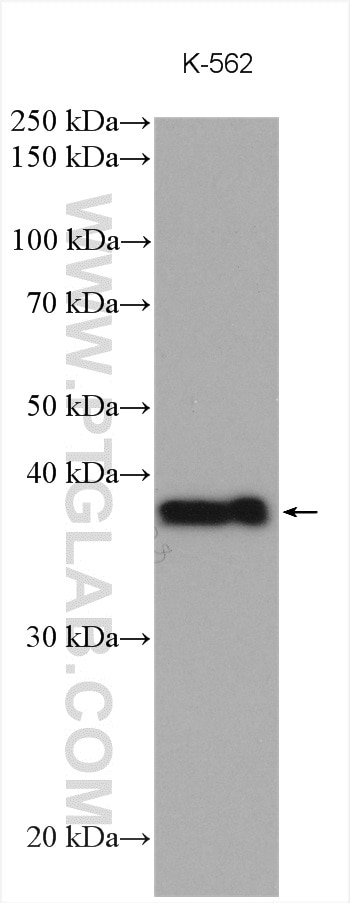 Western Blot (WB) analysis of various lysates using YOD1 Polyclonal antibody (25370-1-AP)