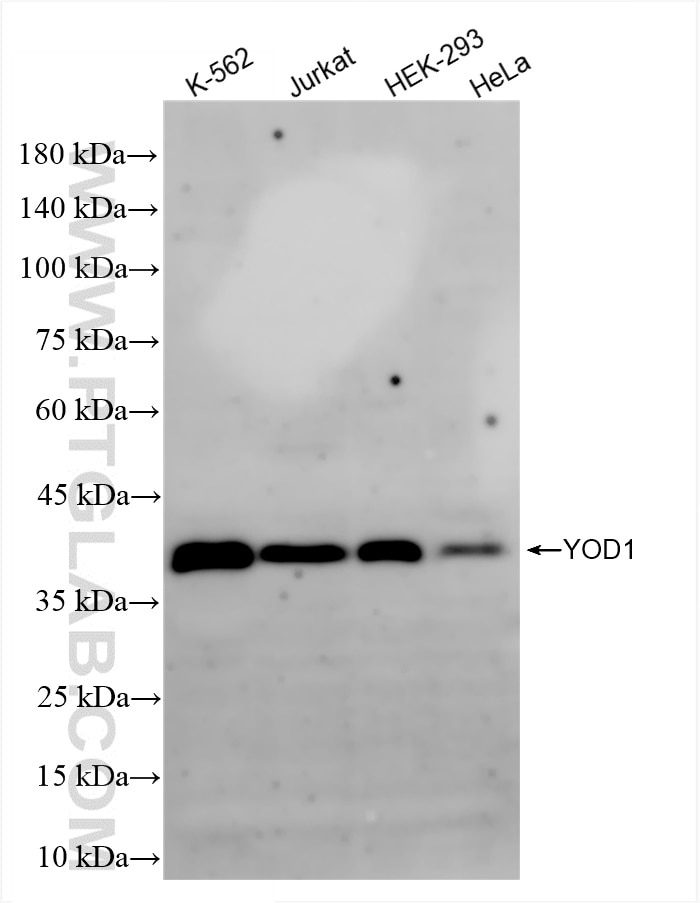 Western Blot (WB) analysis of various lysates using YOD1 Recombinant antibody (84933-5-RR)