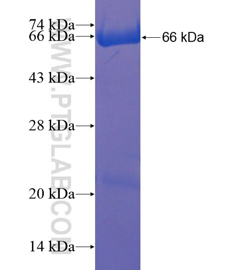 YOD1 fusion protein Ag21844 SDS-PAGE