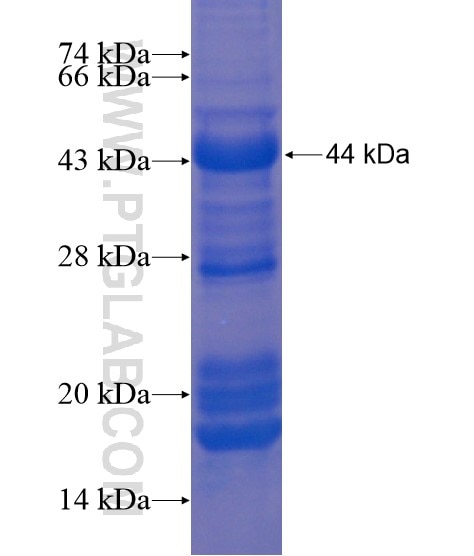 YOD1 fusion protein Ag21881 SDS-PAGE