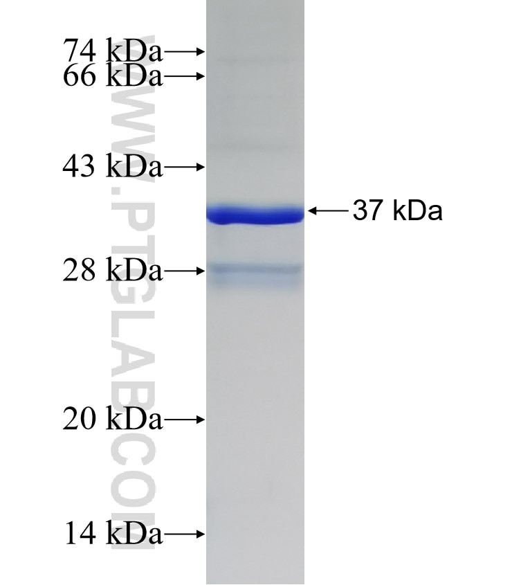 YPEL1 fusion protein Ag11993 SDS-PAGE