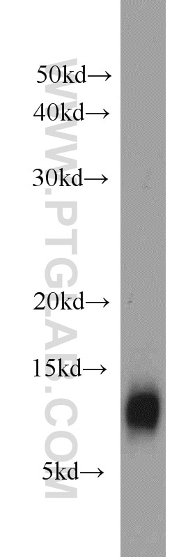 Western Blot (WB) analysis of BxPC-3 cells using YPEL3 Polyclonal antibody (15403-1-AP)