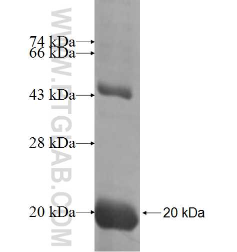 YPEL3 fusion protein Ag7626 SDS-PAGE