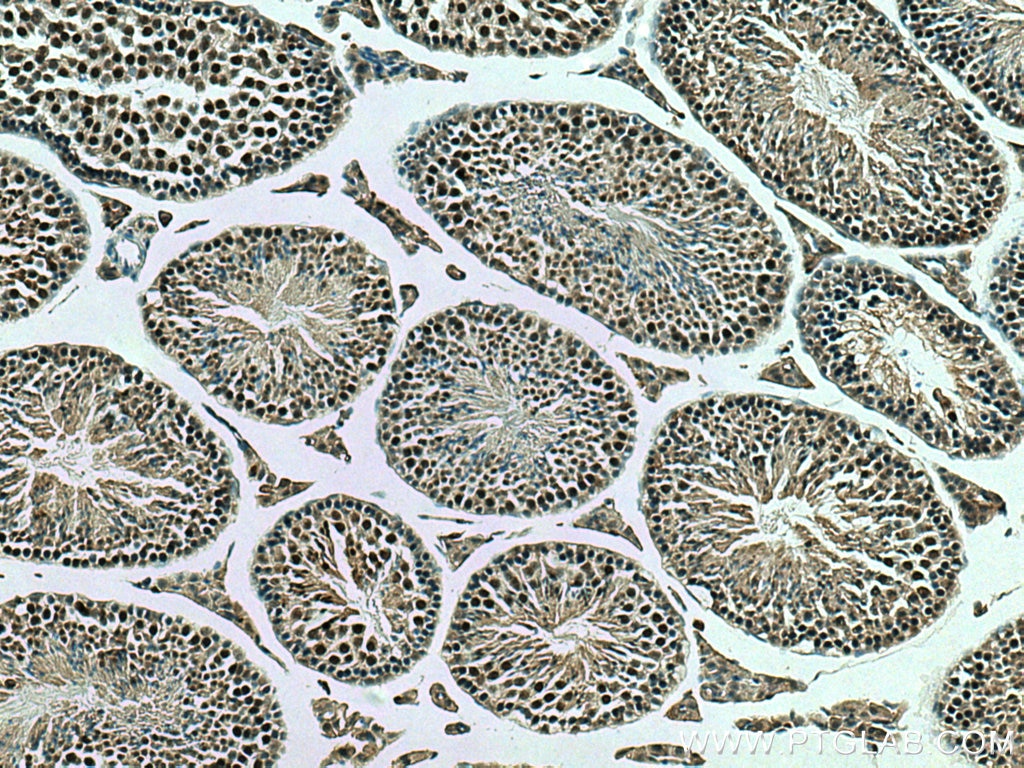 Immunohistochemistry (IHC) staining of mouse testis tissue using YPEL5 Polyclonal antibody (11730-1-AP)