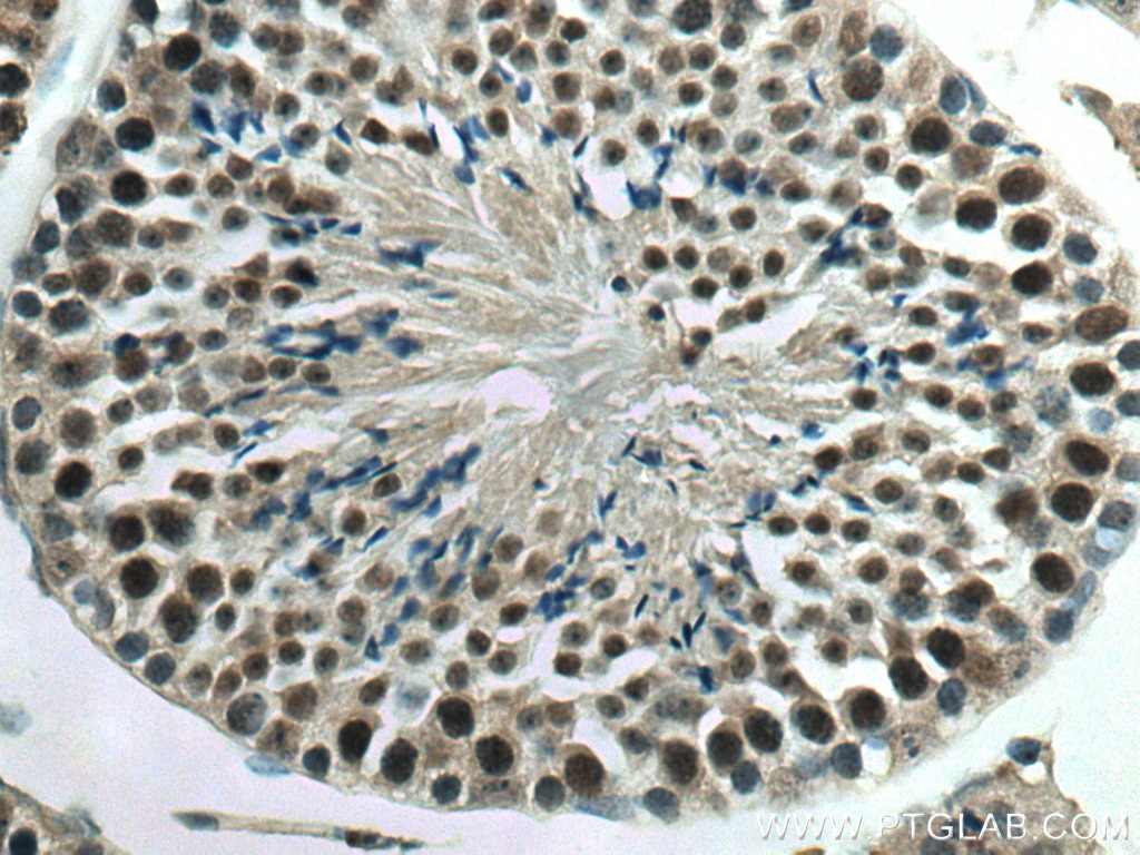 Immunohistochemistry (IHC) staining of mouse testis tissue using YPEL5 Polyclonal antibody (11730-1-AP)