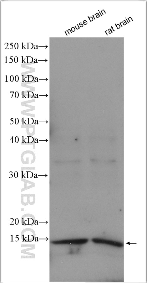 Western Blot (WB) analysis of various lysates using YPEL5 Polyclonal antibody (11730-1-AP)