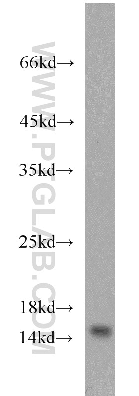 Western Blot (WB) analysis of mouse brain tissue using YPEL5 Polyclonal antibody (11730-1-AP)