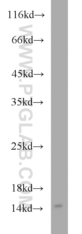 Western Blot (WB) analysis of mouse testis tissue using YPEL5 Polyclonal antibody (11730-1-AP)