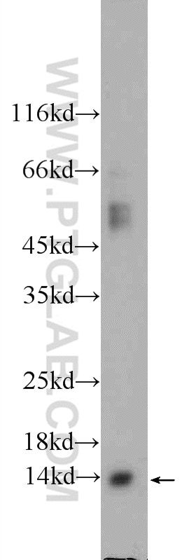 Western Blot (WB) analysis of mouse brain tissue using YPEL5 Polyclonal antibody (11730-1-AP)