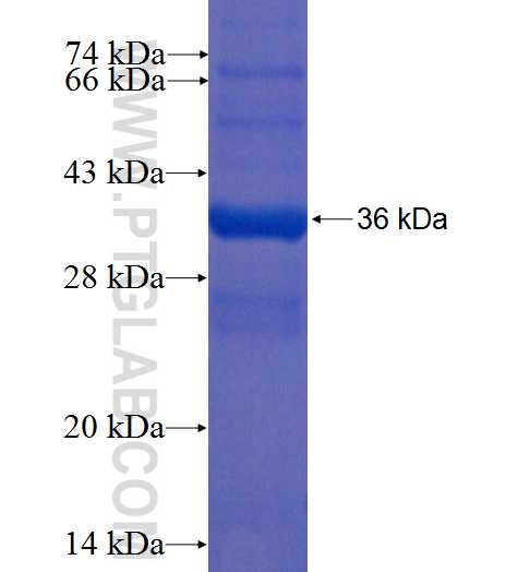 YPEL5 fusion protein Ag2328 SDS-PAGE
