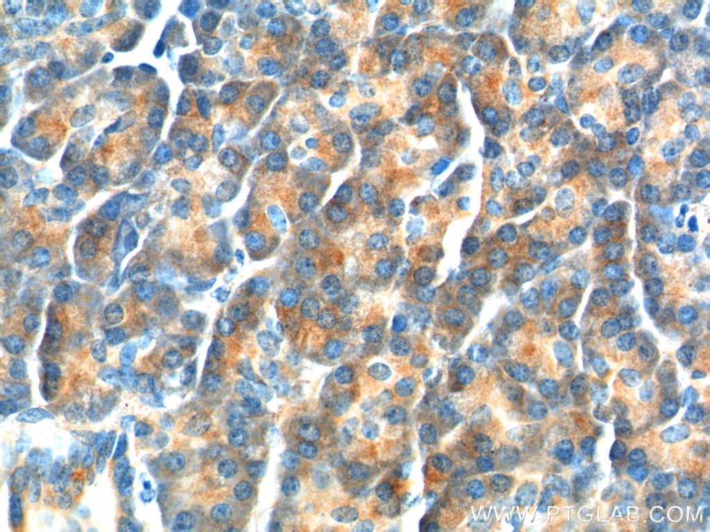 Immunohistochemistry (IHC) staining of human pancreas tissue using YRDC Polyclonal antibody (26295-1-AP)