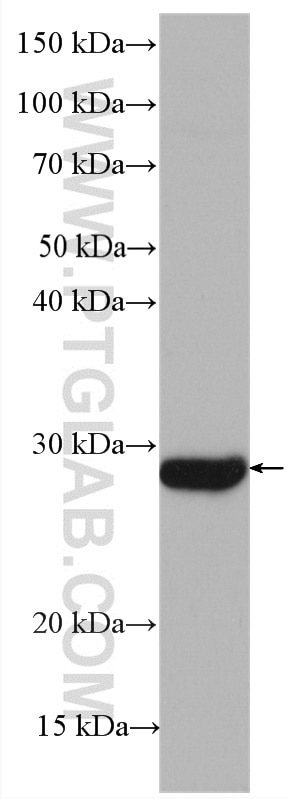 Western Blot (WB) analysis of HEK-293T cells using YRDC Polyclonal antibody (26295-1-AP)