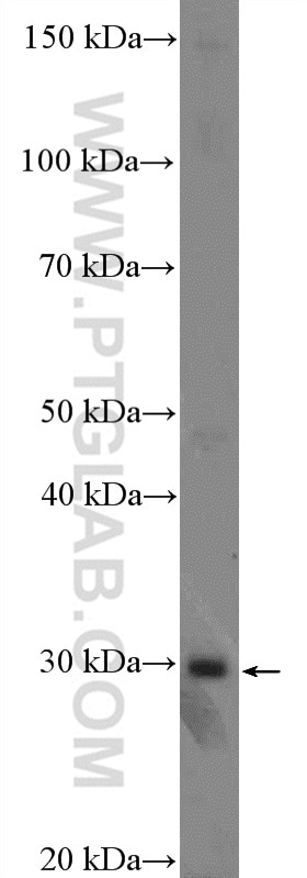 Western Blot (WB) analysis of BxPC-3 cells using YRDC Polyclonal antibody (26295-1-AP)