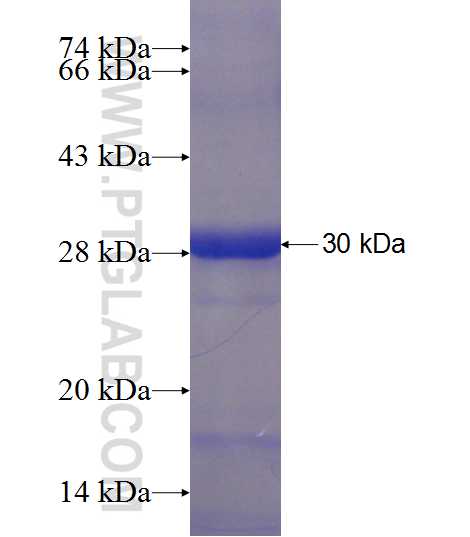 YRDC fusion protein Ag23633 SDS-PAGE