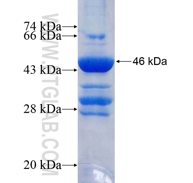 YSK4 fusion protein Ag11423 SDS-PAGE