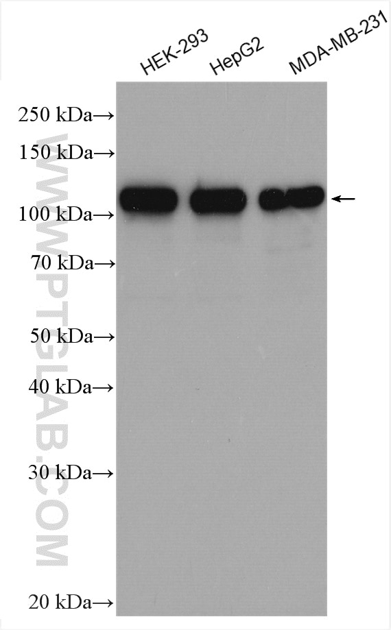 Western Blot (WB) analysis of various lysates using YTHDC1 Polyclonal antibody (29441-1-AP)