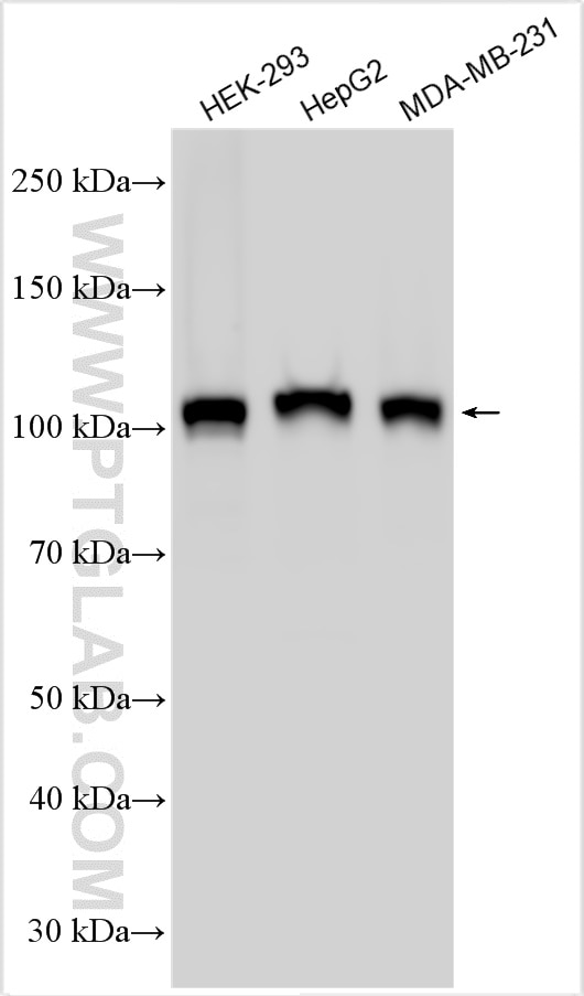 Western Blot (WB) analysis of various lysates using YTHDC1 Polyclonal antibody (29441-1-AP)
