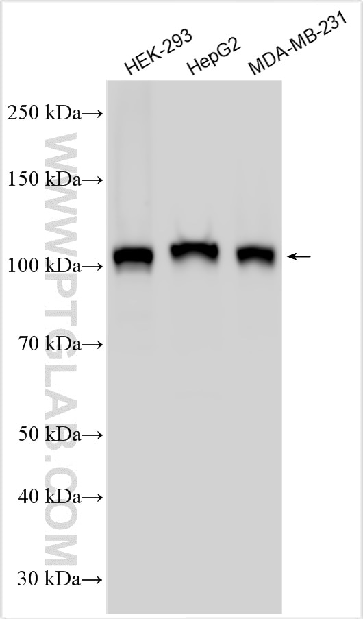 WB analysis using 29441-1-AP