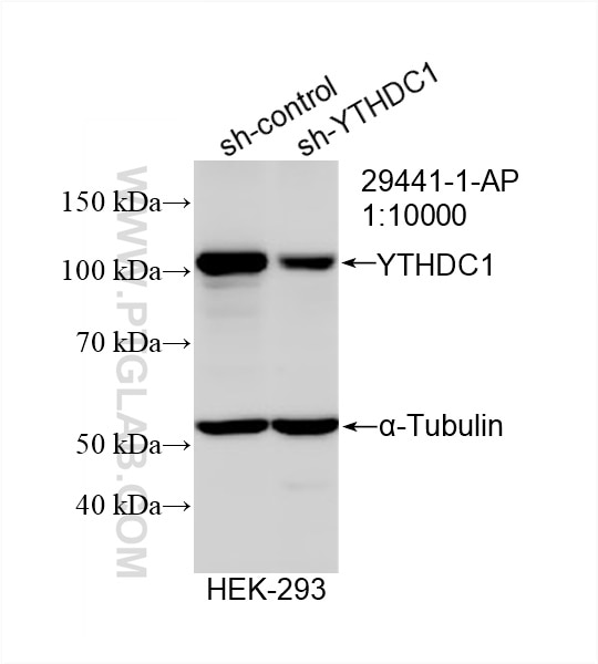 WB analysis of HEK-293 using 29441-1-AP