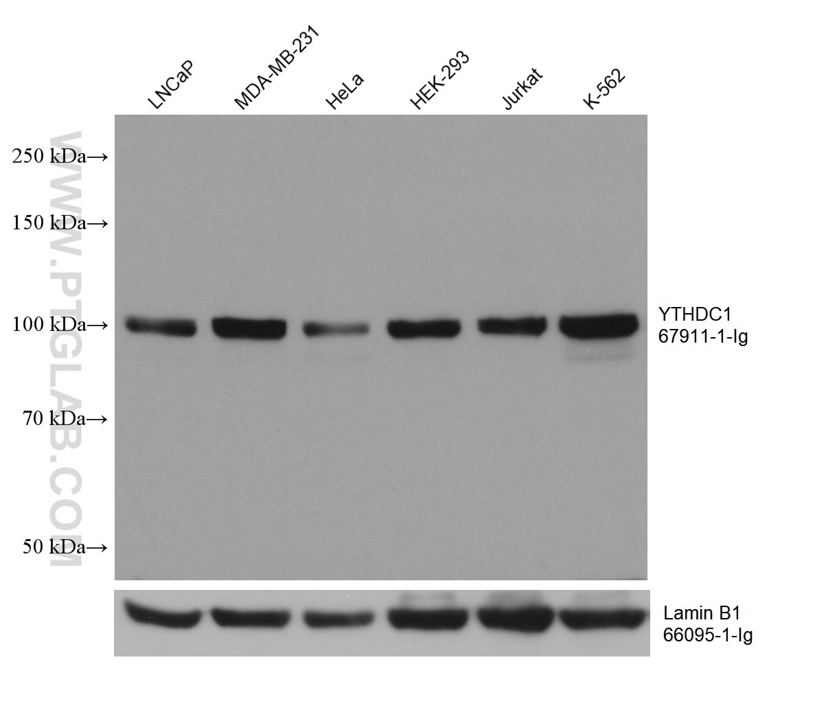 Western Blot (WB) analysis of various lysates using YTHDC1 Monoclonal antibody (67911-1-Ig)