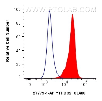 Flow cytometry (FC) experiment of HeLa cells using YTHDC2 Polyclonal antibody (27779-1-AP)
