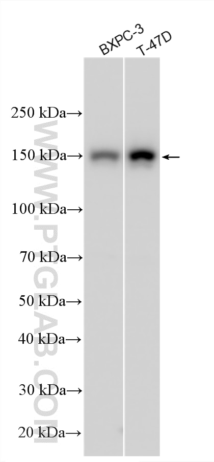 Western Blot (WB) analysis of various lysates using YTHDC2 Polyclonal antibody (27779-1-AP)