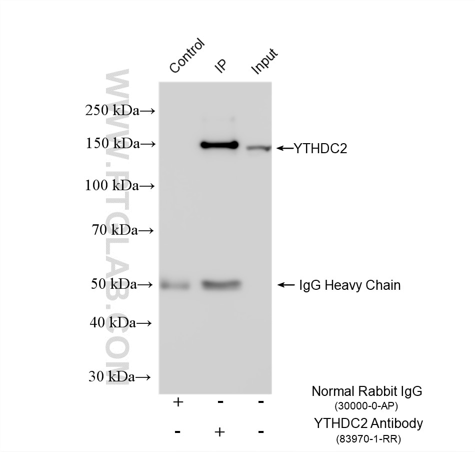 Immunoprecipitation (IP) experiment of HeLa cells using YTHDC2 Recombinant monoclonal antibody (83970-1-RR)