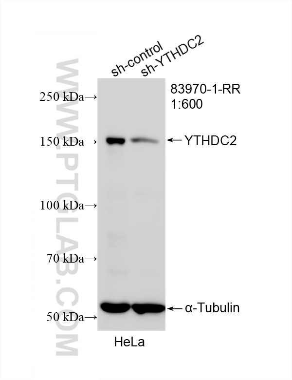 Western Blot (WB) analysis of HeLa cells using YTHDC2 Recombinant antibody (83970-1-RR)