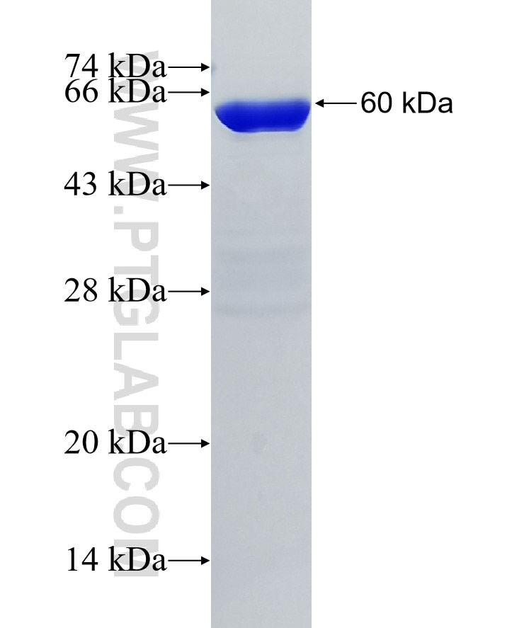 YTHDC2 fusion protein Ag26690 SDS-PAGE