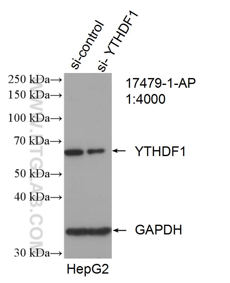 Western Blot (WB) analysis of HepG2 cells using YTHDF1 Polyclonal antibody (17479-1-AP)